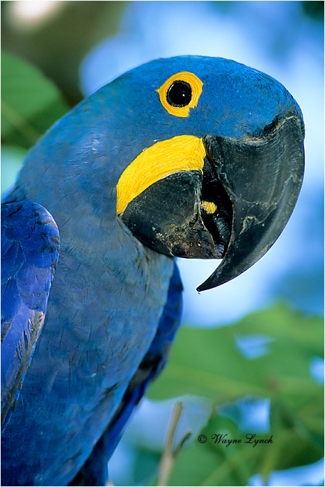 Hyacinth Macaw 102 by Dr. Wayne Lynch &copy;